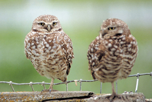 Close-up of two brown and white burrowing owls standing side-by-side on part of some wooden fencing.