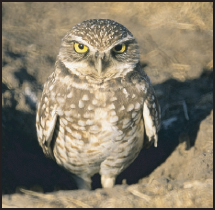 Close-up of a single brown and white Burrowing owl standing on dirt, looking forward towards the camera. Its eyes are yellow.