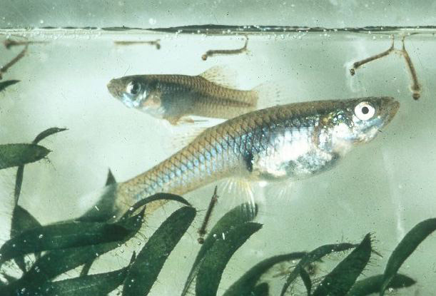 close-up of two silvery mosquito fish in water