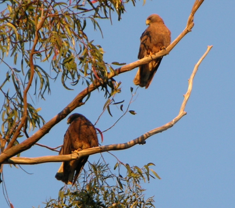 A pair of dark morph Swainson's hawks perched on a tree on the Conservancy's Betts tract. Photo by Margaret and Bud Widdowson.