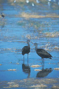 two white-faced ibis standing in the shallows of a marsh