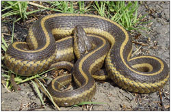 Close-up of a Giant garter snake laying in dirt and grass, with its body coiled over and through itself, and its head is pointing up. Its markings are mostly brown with yellow stripes running lengthwise.