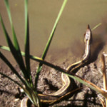 Giant Garter Snake - Thamnophis gigas