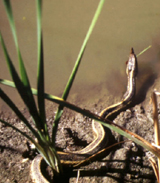 A Giant garter snake on a muddy bank at the water's edge, about to go in the water, with its head poking upward.