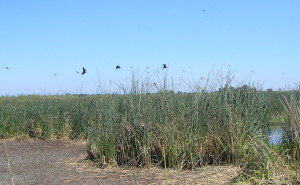 tri-colored blackbirds flying over the vegetation along a marsh embankment at the Preserve