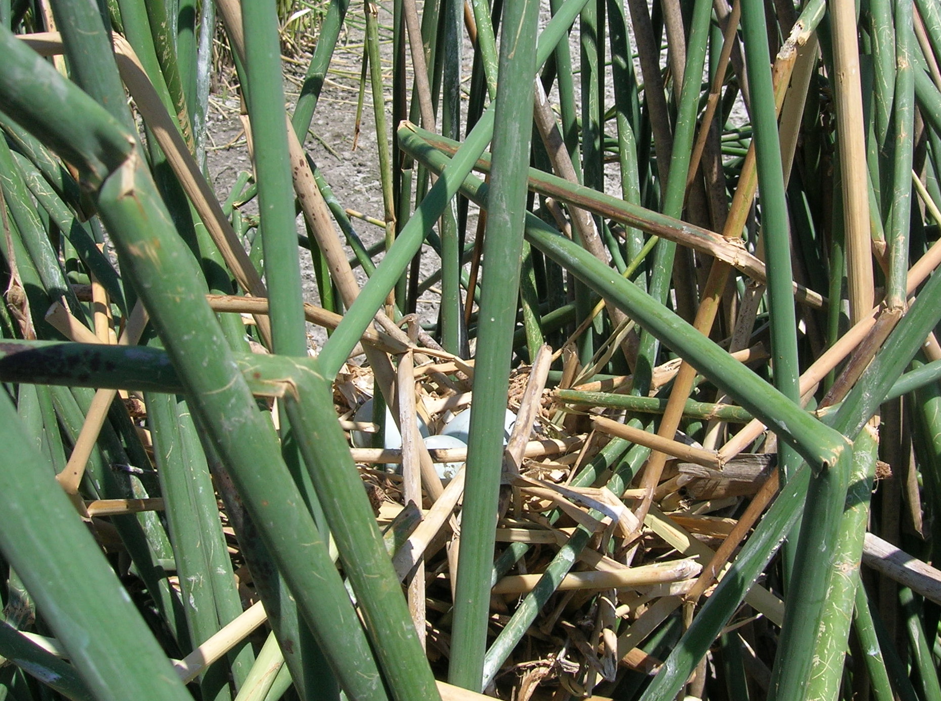 white-faced ibis nest with eggs nestled in green vegetation