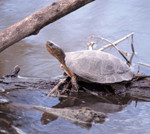 Northwestern Pond Turtle - Clemmys marmorata marmorata