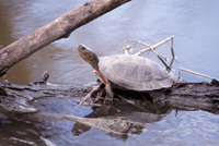 A Northwest pond turtle sits on a partially-submerged tree in water, and it's lifting its head in the air.