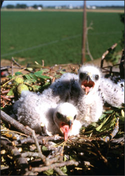 In the foreground, two open-mouthed baby Swainson's hawks with white tufts of feathers in a nest of twigs. An area of farmland is in the background.