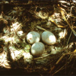 Swainson's Hawk nest with Eggs
