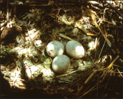 Close-up of three Swainson's hawk eggs in a partially shadowed nest