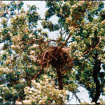 Swainson's Hawk nest