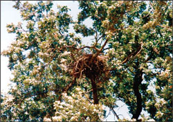 View looking up at a Swainson's hawk nest built in some branches of a tree full of leaves.