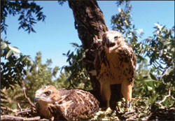 Two brown Swainson's hawk fledglings in a nest. The one on the left is crouched down, and the one on the right is standing with its beak open, and facing the camera