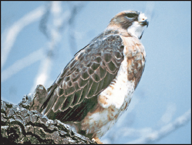 Close-up side profile of a Swainson's hawk sitting on a large branch in a tree. It's feathers are dark brown, light brown, and white, and it is looking out in the distance.