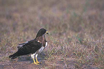 close-up of a profile of a swainson's hawk standing on the ground in an area of dirt and grass