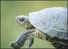 Side view of a Northwestern pond turtle. Its front legs are visible, and its head is poking out of its shell.