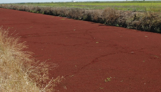 rust-colored Azolla plant floats on and covers the surface of a marsh at the Conservancy