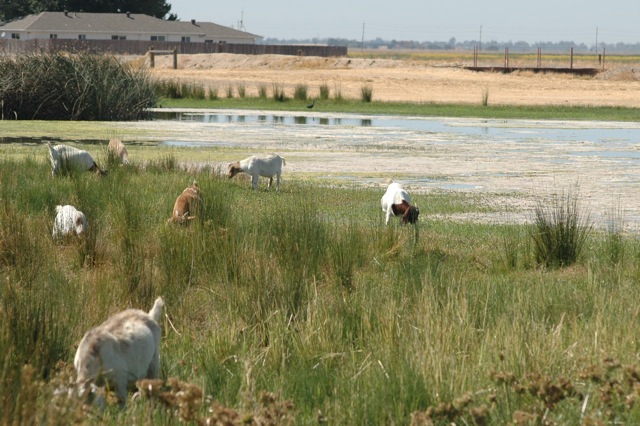 a herd of goats eating vegetation around a marsh complex at the Conservancy