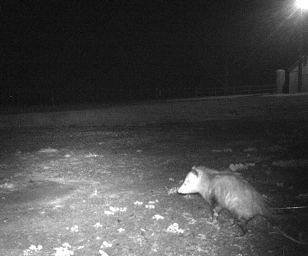 black and white close-up of a possum taken by a motion-detected camera