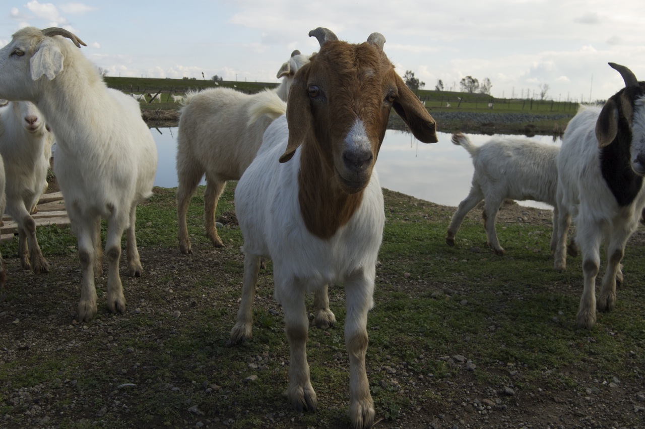 close-up of a herd of white, and brown and white goats, with one facing the camera in the center of the frame