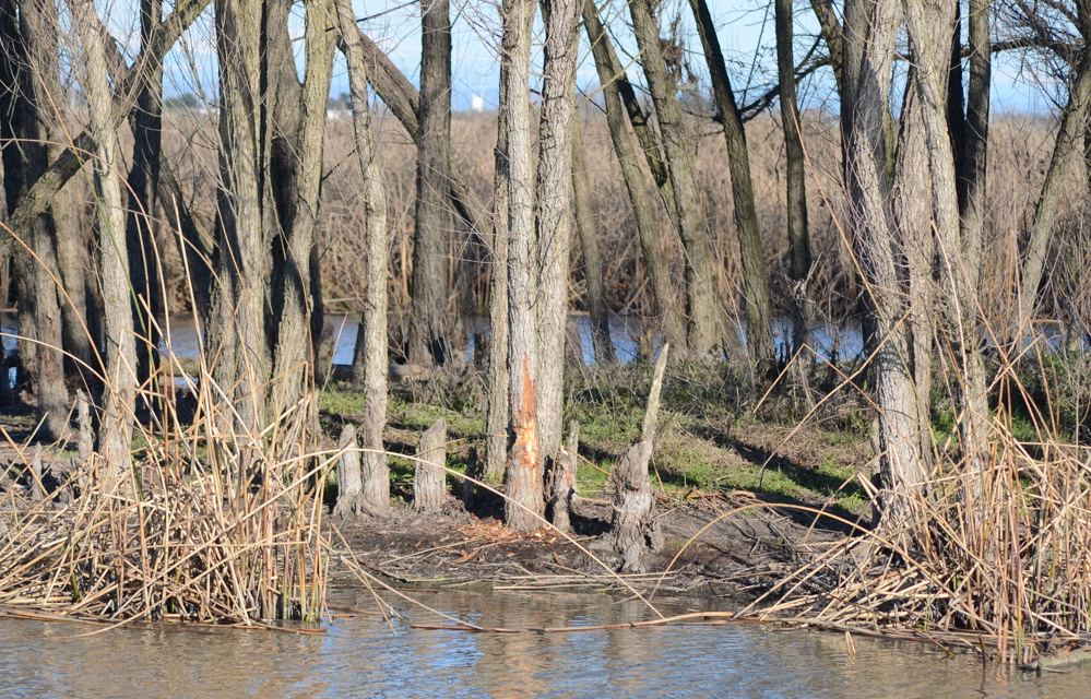 an area of trees along a marsh showing damage caused by beavers
