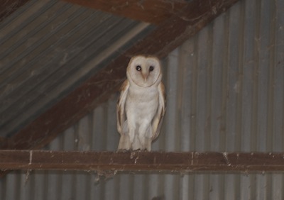 close-up of a barn owl perched on a wooden rafter in a barn