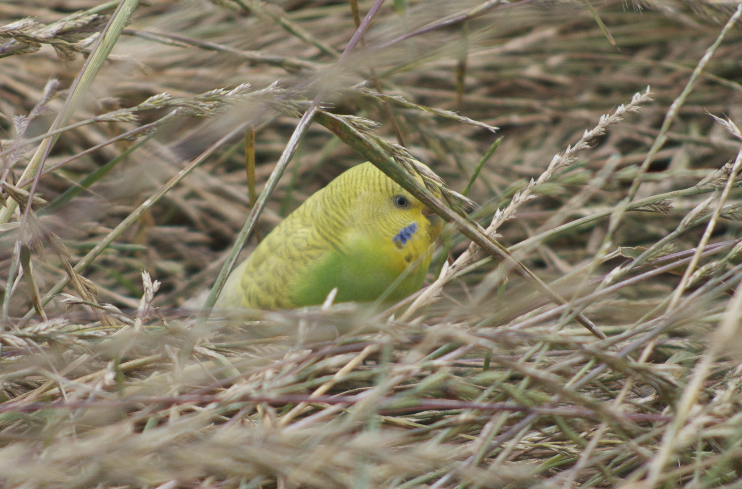 close-up of a yellow and green Budgerigar (Budgie) sitting in a field