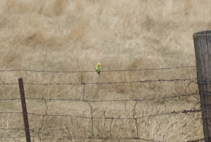 long shot of a Budgerigar perched on a barbed-wire fence in a field