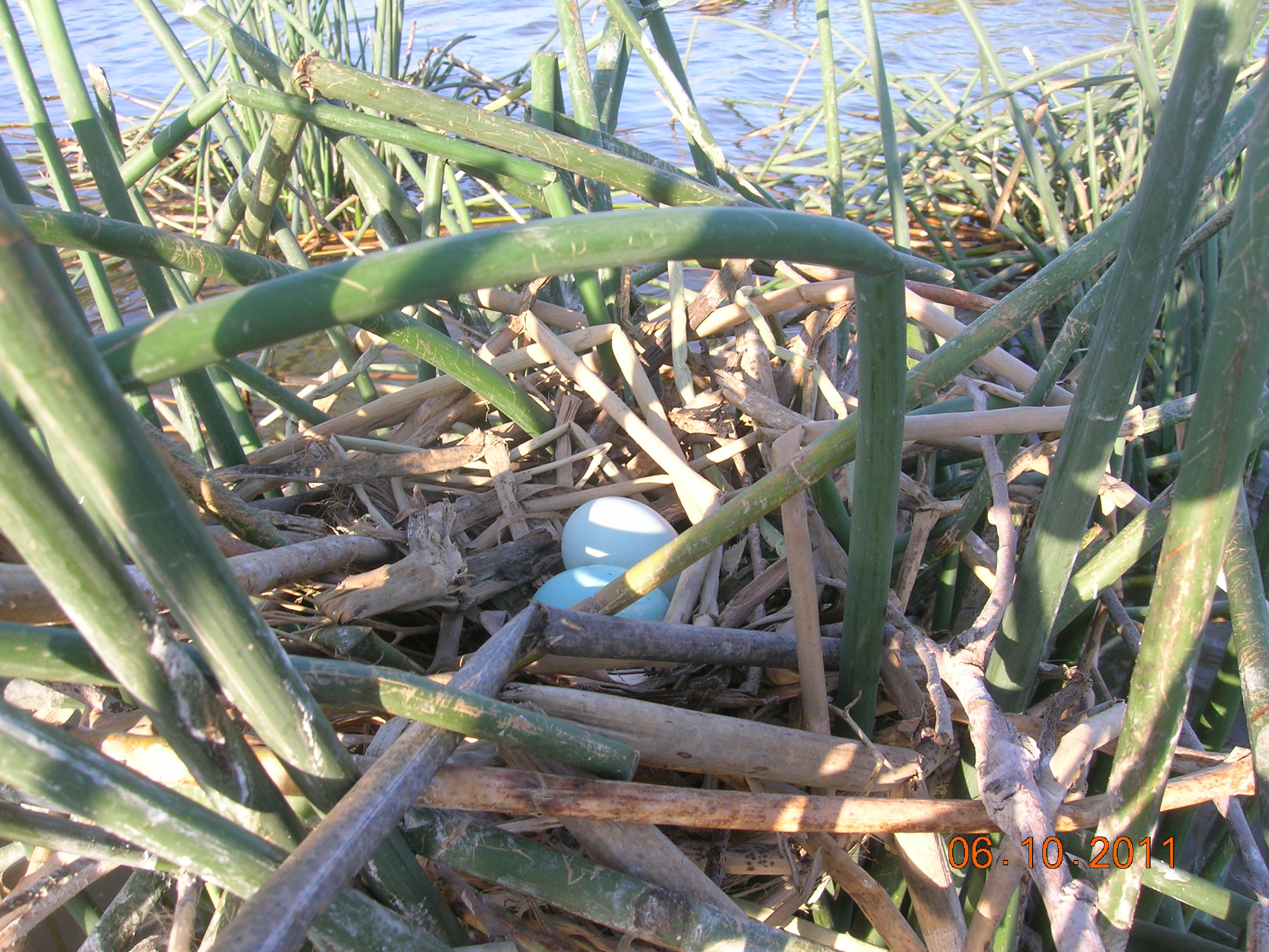 close-up of two blue white-faced ibis eggs in a nest just above the water