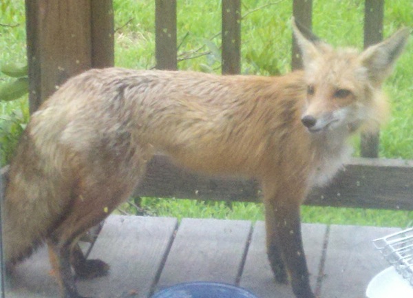 close-up of a red fox standing on a wooden deck