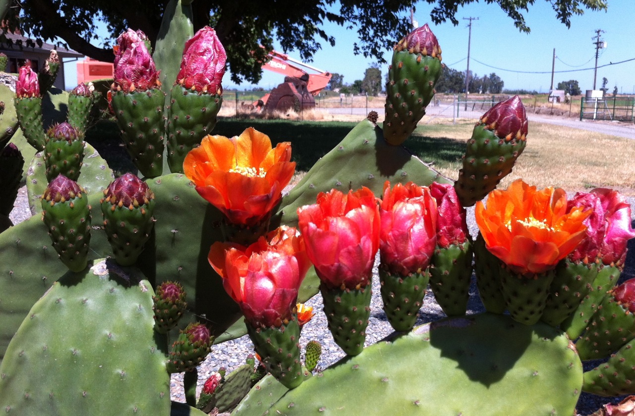 close-up of pink and orange cactus blossoms attached to a cactus