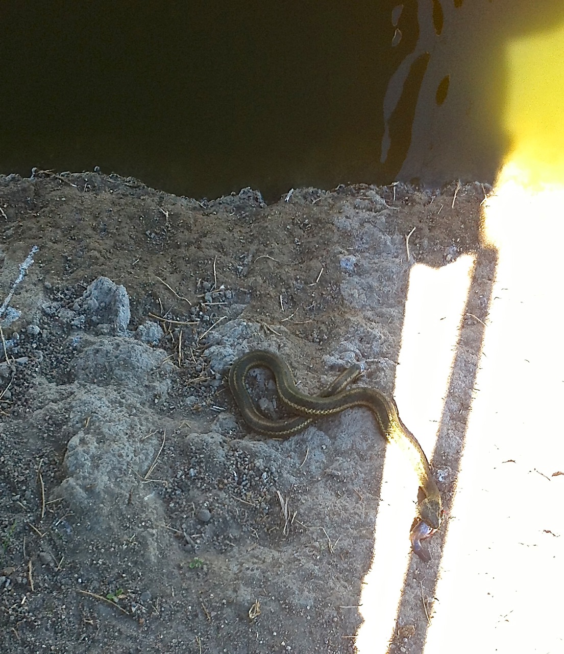 a giant garter snake in the dirt with part of a fish carcass stuck in its mouth