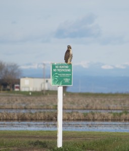 a hawk perched on green signage at the Natomas Basin Conservancy