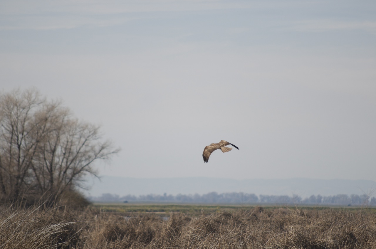 rear angle from far away of a Swainson's hawk flying over the Conservancy preserves