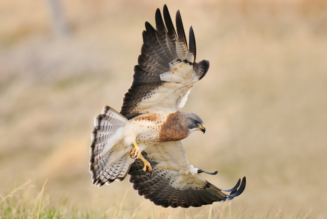 A close-up shot of a Swainson's hawk in flight with its wings spread and about to land or swoop down on prey.