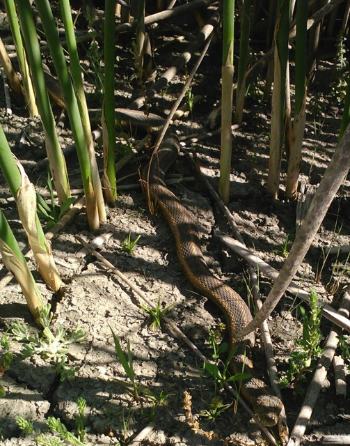 close-up of a mature female garter snake slithering on dirt through green vegetation