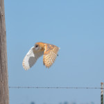 Barn owl in flight in the distance over TNBC Preserve