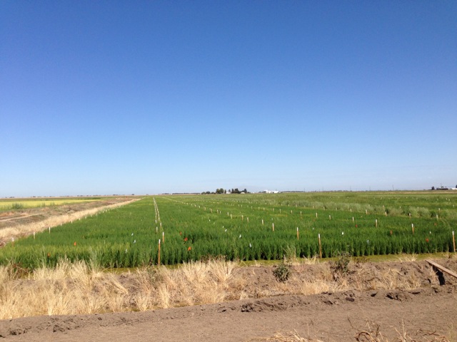 wide angle of rice fields that are test plots at Conservancy preserve, against a clear blue sky