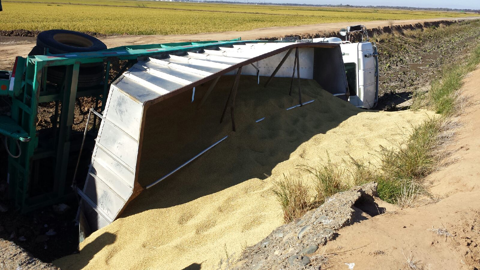 overturned tandem big rig along a dirt road and the rice that it was hauling spilled into the ditch