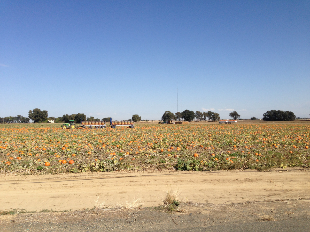 wide shot of a pumpkin field filled with pumpkins on the ground