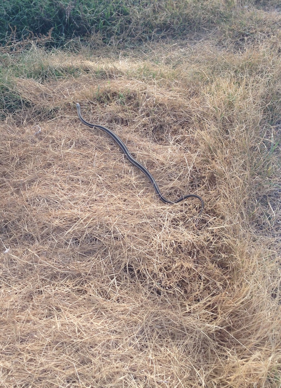 Giant garter snake laying stretched out in a dried grassy area