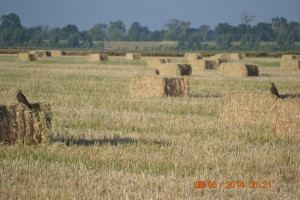 Swainson's hawks perched on bales of freshly-cut alfalfa as the look for a meal