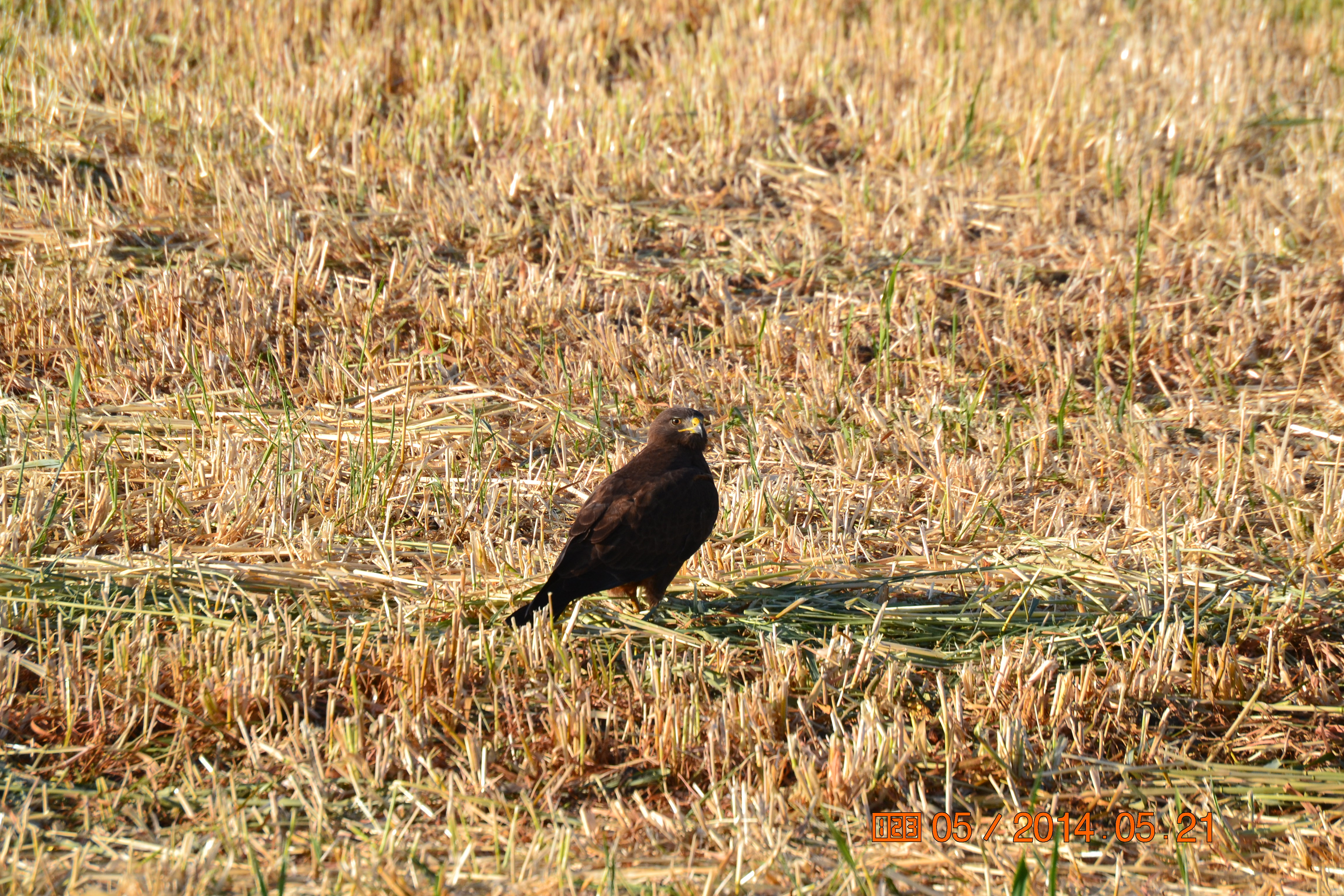 Female Dark Morph Swainson's Hawk