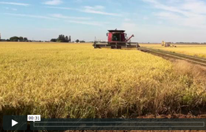 still image of a rice harverster from a video about Rice Harvest