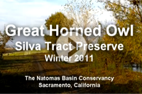 screen-captured thumbnail of opening title of video for Great Horned Owl