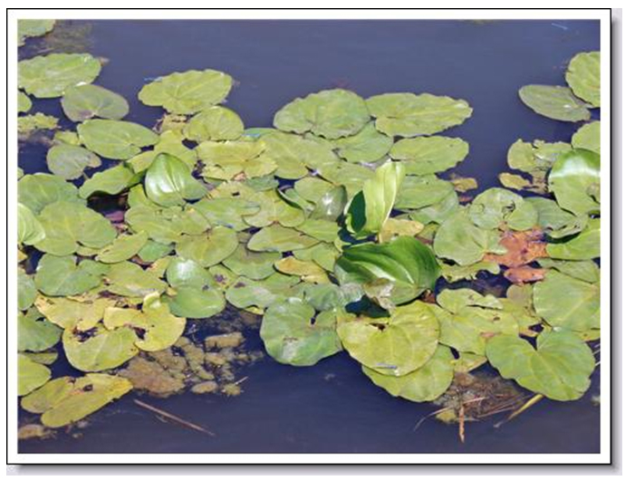 close-up of a cluster of aquatic weeds known as nymphoides peltata which have green heart-shaped leaves