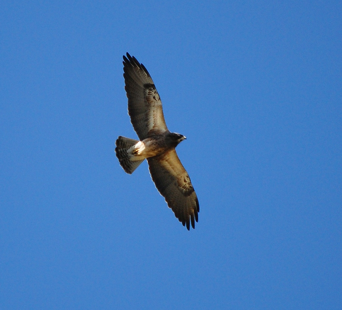 view looking up at a Swainson's hawk in flight and its wings full spread against a blue sky