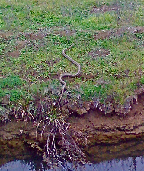 mid-shot of a femail giant garter snake on land in green vegetation by an area of water