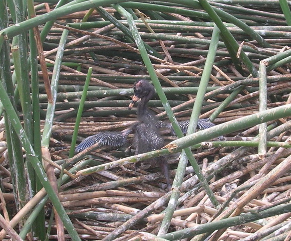close-up of a white-faced ibis chick sitting in its nest of vegetation